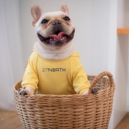 a dog in a basket